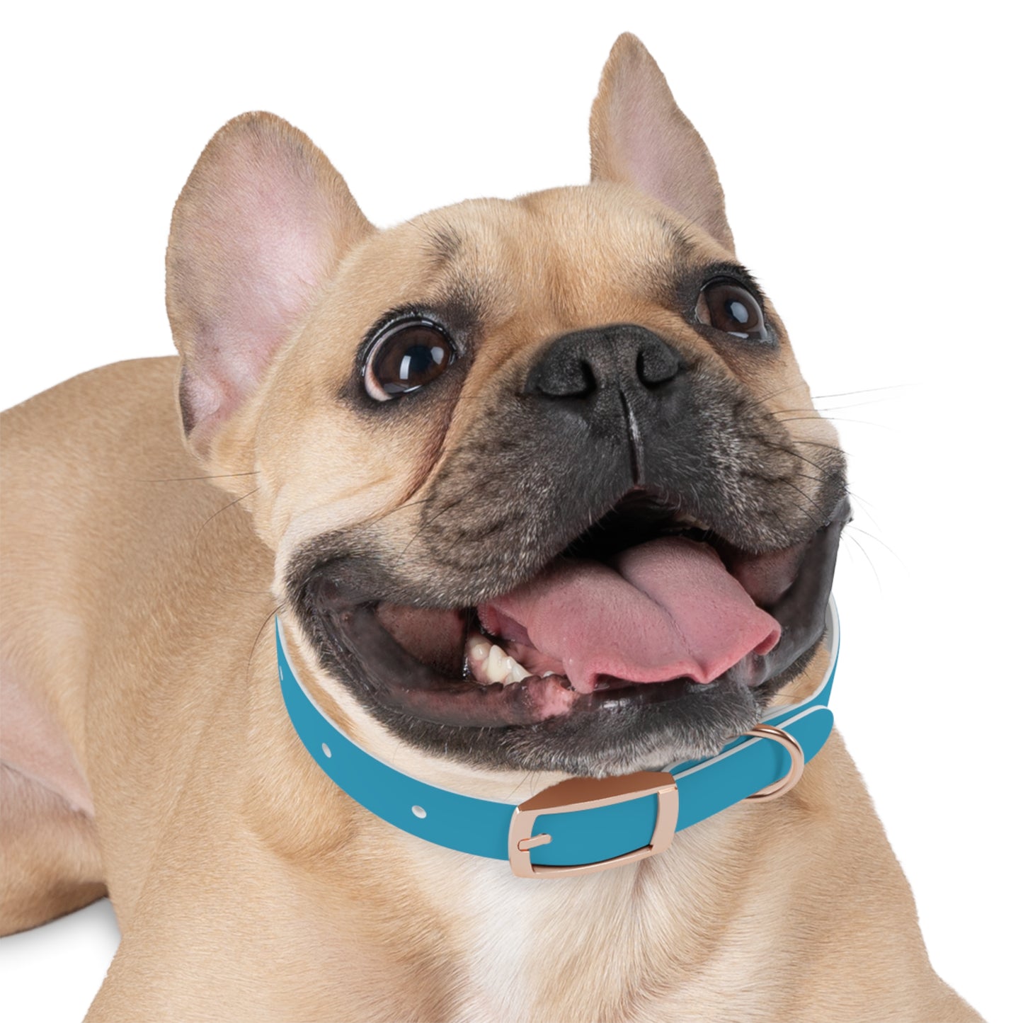 Be Pet - Stylish Dog Collar - Personalization available