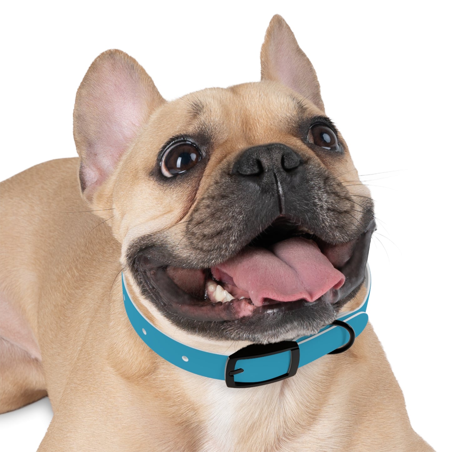 Be Pet - Stylish Dog Collar - Personalization available