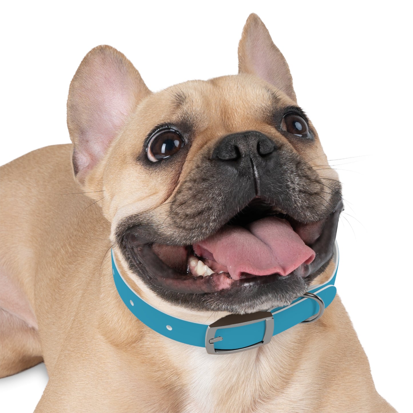 Be Pet - Stylish Dog Collar - Personalization available