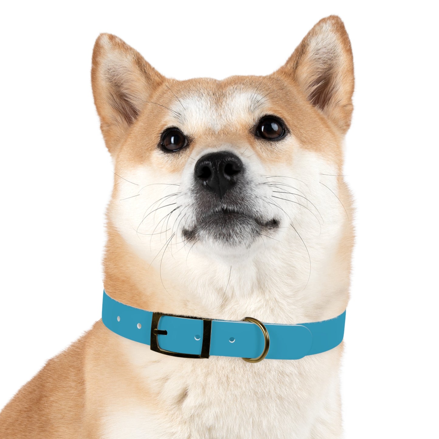Be Pet - Stylish Dog Collar - Personalization available